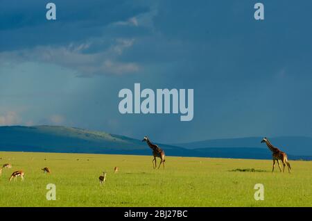 Coucher de soleil sur les plaines de la réserve de Mara près de la porte de la rivière Talek, Kenya Banque D'Images