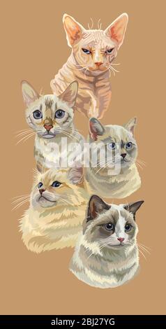 Poster vertical vectoriel avec différents chats races de portraits isolés sur fond beige. Les chats vectorisés vintage dans un style réaliste.image FO Illustration de Vecteur