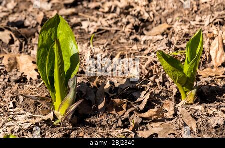 Chou mouffin. Croissance des feuilles vertes des premières plantes de printemps dans le Wisconsin. Skunk Cabbage est un des plus anciens bloomin Banque D'Images