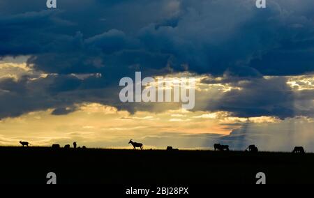 Coucher de soleil sur les plaines de la réserve de Mara près de la porte de la rivière Talek, Kenya Banque D'Images