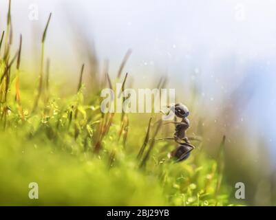 Macro photo, noir fourmi Messor dans herbe Banque D'Images