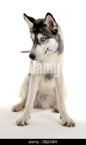 Magnifique chien de huskies avec brosse à dents isolée sur blanc Banque D'Images