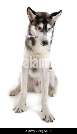 Magnifique chien de huskies avec brosse à dents isolée sur blanc Banque D'Images