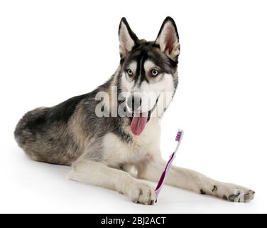 Magnifique chien de huskies avec brosse à dents isolée sur blanc Banque D'Images