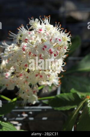 Chestnut Aesculus Banque D'Images