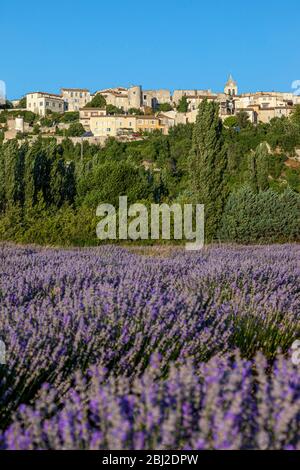 Soleil nocturne sur le village médiéval de Sault au-dessus d'un champ de lavande, Provence-Alpes-Côte d'Azur, France Banque D'Images