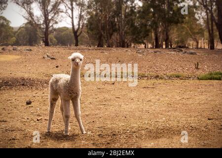 Jolie babie d'alpaga blanche sur une ferme sèche en Australie Banque D'Images