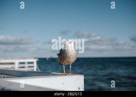 Gros plan pictur d'un mouette gris calme et sympathique à sopot, la belle partie de Gdansk, Pologne avec vue sur la mer baltique en arrière-plan Banque D'Images