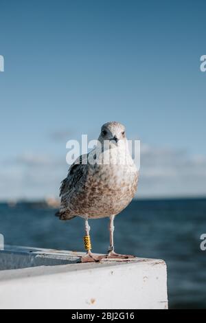 Gros plan pictur d'un mouette gris calme et sympathique à sopot, la belle partie de Gdansk, Pologne avec vue sur la mer baltique en arrière-plan Banque D'Images