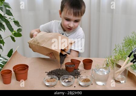 L'enfant est occupé à planter des graines de micro-verts dans de petits pots. Verse le sol à partir d'un sac en papier, le sol se réveille. Banque D'Images