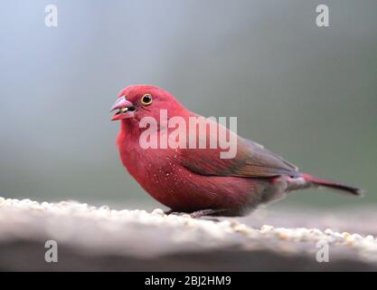 Feu finch manger des graines Lagonosticta senegala Banque D'Images