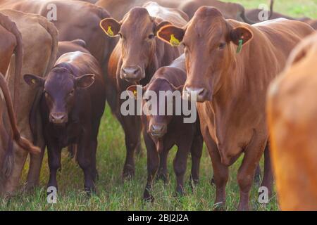 Troupeau de vaches Bonsintelligente avec leurs veaux Banque D'Images