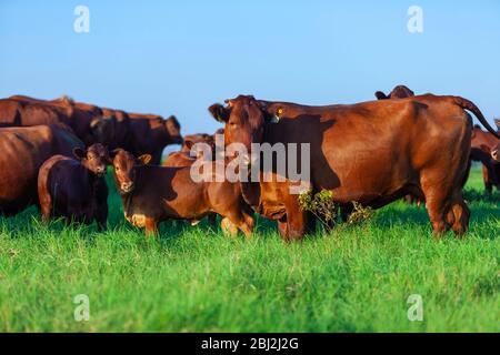 Troupeau de vaches Bonsintelligente avec leurs veaux Banque D'Images