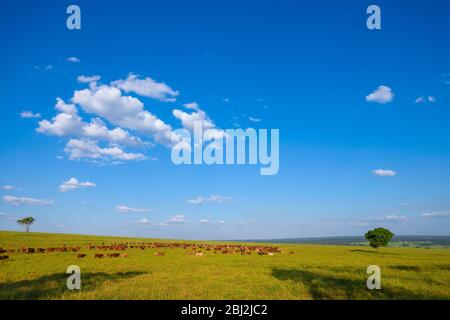 Troupeau de vaches Bonsintelligente avec leurs veaux Banque D'Images