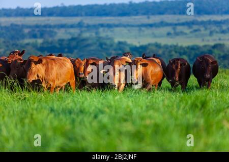 Troupeau de vaches Bonsintelligente avec leurs veaux Banque D'Images