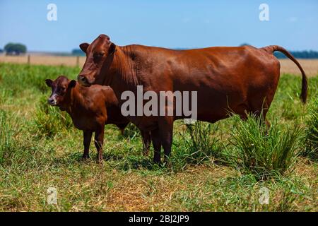 Troupeau de vaches Bonsintelligente avec leurs veaux Banque D'Images