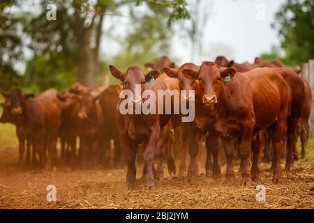 Troupeau de vaches Bonsintelligente avec leurs veaux Banque D'Images