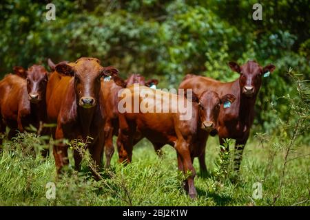 Troupeau de vaches Bonsintelligente avec leurs veaux Banque D'Images