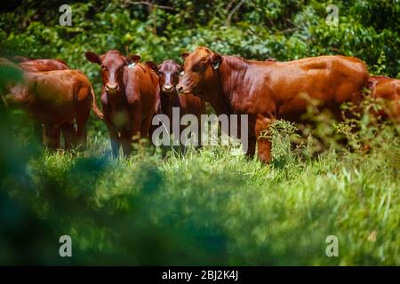 Troupeau de vaches Bonsintelligente avec leurs veaux Banque D'Images