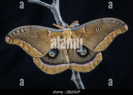 Polyphemus Moth, Antheraea polyphemus, sur fond noir Banque D'Images