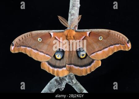 Polyphemus Moth, Antheraea polyphemus, contre un fond noir Banque D'Images