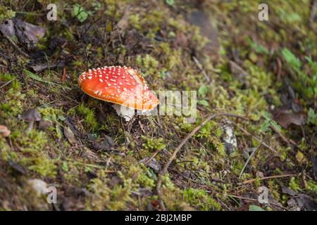 Jeune Amanita muscaria grandi à l'intérieur d'une forêt en Dolomites (Italie) Banque D'Images