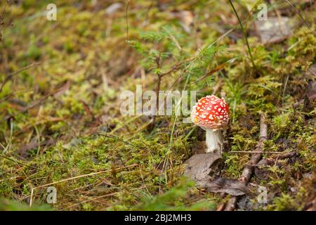 Jeune Amanita muscaria grandi à l'intérieur d'une forêt en Dolomites (Italie) Banque D'Images