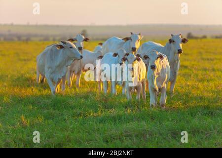 Petit troupeau de bovins Nelore en fin d'après-midi, vaches et veaux Banque D'Images