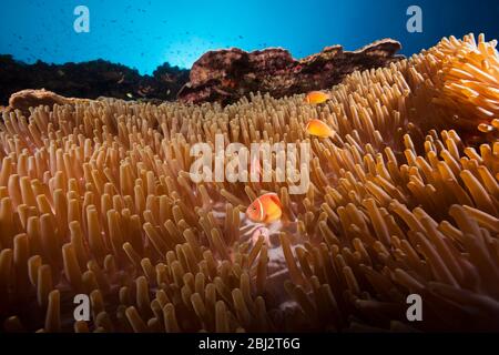 Anemonefish rose en mer anemone, Amphipirion périderaion, Kimbe Bay, Nouvelle-Bretagne, Papouasie-Nouvelle-Guinée Banque D'Images