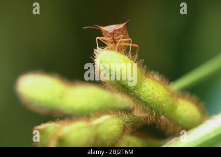 Bug brun sur un peigne de soja Banque D'Images