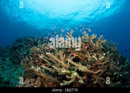 Pacific Anthias on Coral Reef, Pseudanthias cheirospilos, Kimbe Bay, Nouvelle-Bretagne, Papouasie-Nouvelle-Guinée Banque D'Images