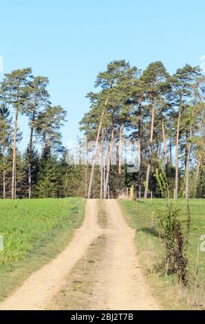 Forêt dans la campagne rurale, les forêts de Westerwald dans la Rhénanie-Palatinat, Allemagne, Europe occidentale Banque D'Images