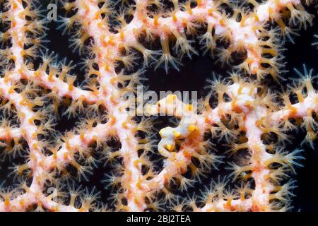 Pygmy Seahorse, Hippocampus bargibanti, Kimbe Bay, Nouvelle-Bretagne, Papouasie-Nouvelle-Guinée Banque D'Images