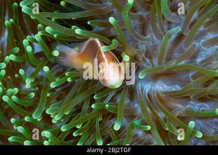 Anemonefish rose en mer anemone, Amphipirion périderaion, Kimbe Bay, Nouvelle-Bretagne, Papouasie-Nouvelle-Guinée Banque D'Images