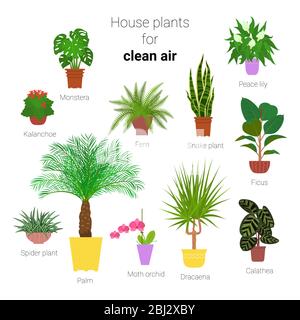 Ensemble coloré de différentes plantes de ménage en pots pour l'air propre. Succuents, plantes vertes dans les planteuses. Illustration vectorielle de stock de style plat Illustration de Vecteur