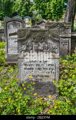 Pierres tombales dans l'ancien cimetière juif de Piotrkow Trybunalski, Mazovia occidental, Pologne Banque D'Images