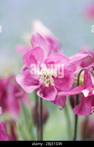 Aquilegia vulgaris la floraison au printemps. Banque D'Images