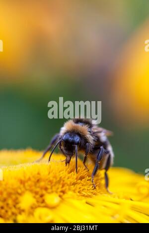 Bourdon de queue blanche, alimentation de Bombus lucorum sur une fleur d'échinacée jaune. Birmingham, Angleterre, Royaume-Uni Banque D'Images