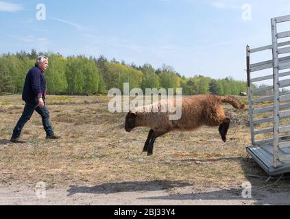 28 avril 2020, Brandebourg, Dalggow-Döberitz: Le berger Johann Nesges de Liedekahle (district de Teltow-Fläming) apporte un troupeau de moutons et de agneaux à un pré dans le paysage naturel de Sielmann dans le Döberitzer Heide. L'agriculteur a apporté environ 900 moutons dans la région pour la conservation du paysage. À partir de la mi-mai, deux grands troupeaux d'environ 4000 ovins et caprins se nourrissent ensuite de la zone située à l'extrémité ouest de Berlin pour la conservation de la nature et la biodiversité. Selon la situation des aliments pour animaux, les animaux restent probablement jusqu'à la fin de l'automne. Photo: Soeren Stache/dpa-Zentralbild/dpa Banque D'Images