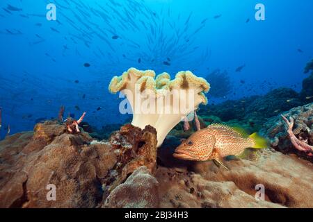 Grouper à lignes blanches dans Coral Reef, Anyperodon leucogrammicus, Kimbe Bay, Nouvelle-Bretagne, Papouasie-Nouvelle-Guinée Banque D'Images