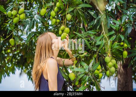 Jeune femme qui mange des fruits de mangue sur un arbre dans le jardin. Récolte. Proche de la nature Banque D'Images