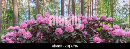 Macro rosé rhododendron, gros plan, floraison luxuriante dans la pépinière de rhododendrons. Banque D'Images