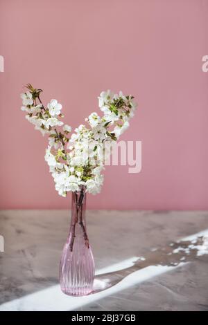 Fleur de printemps dans un vase en plein soleil sur fond rose. Banque D'Images