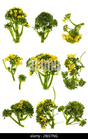 Têtes de fleurs de brocoli isolées sur fond blanc Banque D'Images