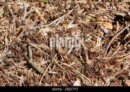 Gros plan d'un anthill dans la forêt avec de nombreux fourmis de bois rouge rampant dessus. Vue sur un printemps ensoleillé dans la forêt de Bavière, Allemagne Banque D'Images