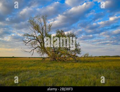 Reitwein, Allemagne. 27 avril 2020. Deux vieux arbres, un saule et derrière lui un arbre de poire, se trouvent dans un pré sur la frontière germano-polonaise Oder et sont éclairés par la lumière du soleil couchant. Crédit: Patrick Pleul/dpa-Zentralbild/ZB/dpa/Alay Live News Banque D'Images