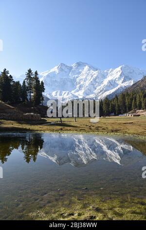 Nanga Parbat s'imposant au-dessus de la nature sauvage verdoyante près des prés de Fairy, Pakistan. Banque D'Images