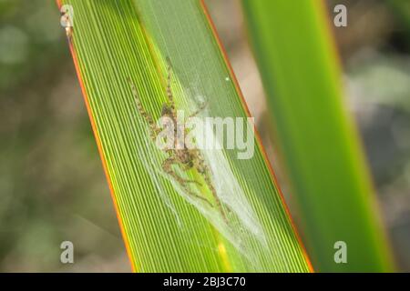 Petite araignée sur une feuille de lancéolate verte et jaune. Le formium (Phormium) est variégé. Photographie macro détaillée. Banque D'Images