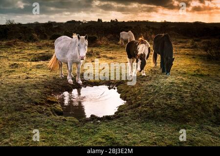 Poneys sur Goonzion Bodmin sauvages Downs sur Bodmin Moor en Cornouailles. Banque D'Images