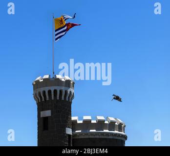 Pelican vole au-dessus du château de Wulff à Viña del Mar, au Chili Banque D'Images